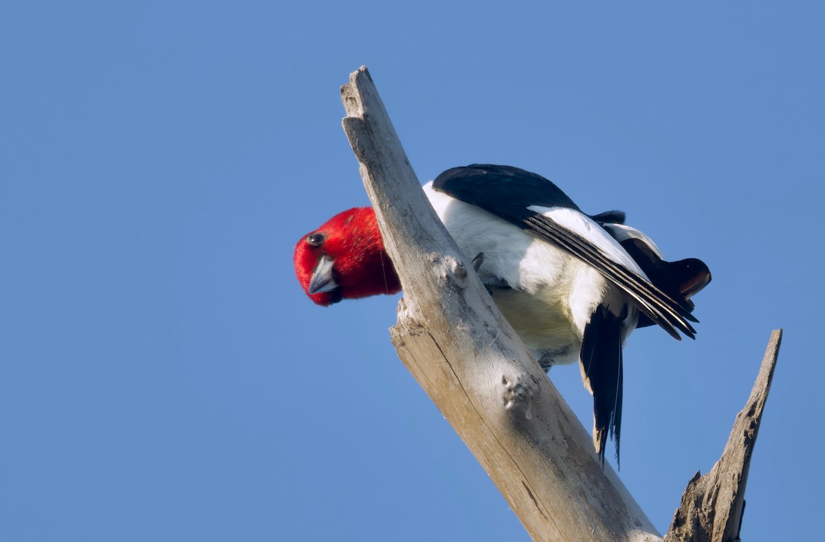 Red-headed Woodpecker - ML620292296