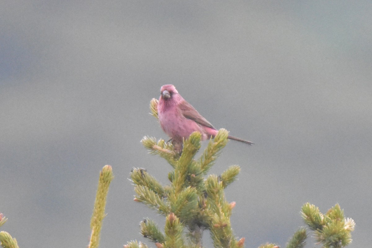 Red-mantled Rosefinch - ML620292297