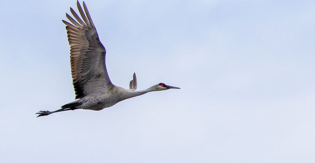 Sandhill Crane - ML620292298