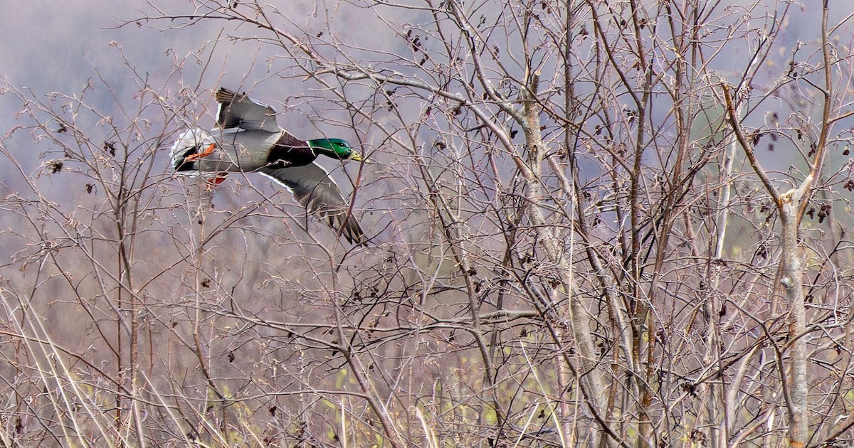 Canard colvert - ML620292299