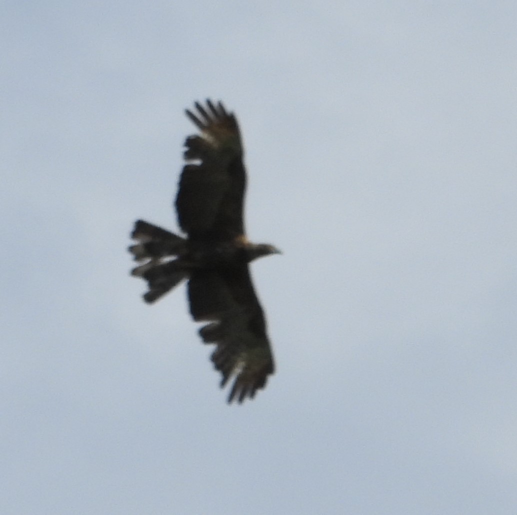 Oriental Honey-buzzard - ML620292300