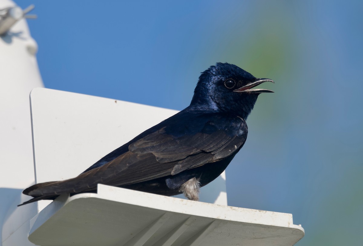 Purple Martin - ML620292301