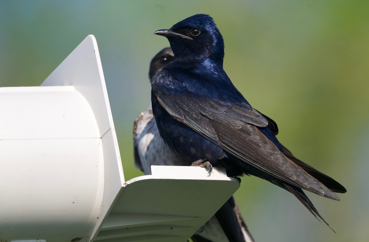 Purple Martin - ML620292302