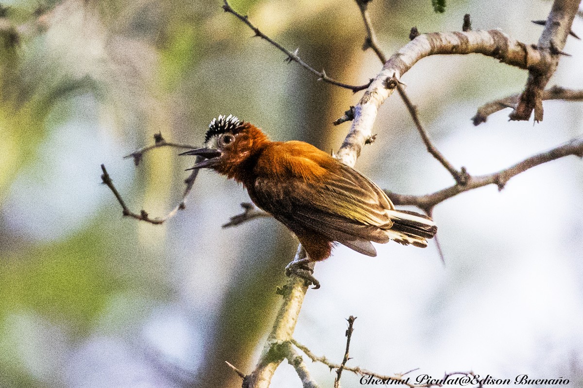 Chestnut Piculet - ML620292305