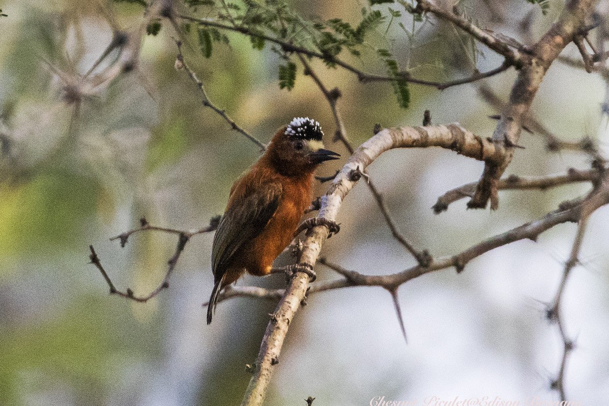 Chestnut Piculet - ML620292306