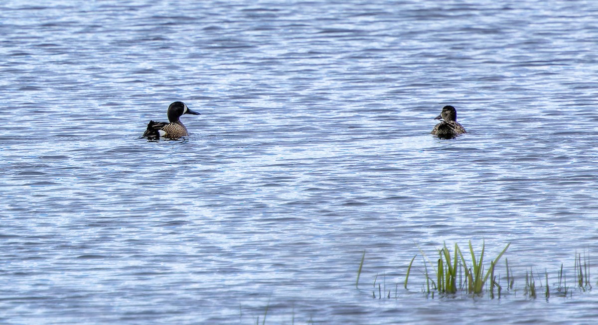 Blue-winged Teal - ML620292308