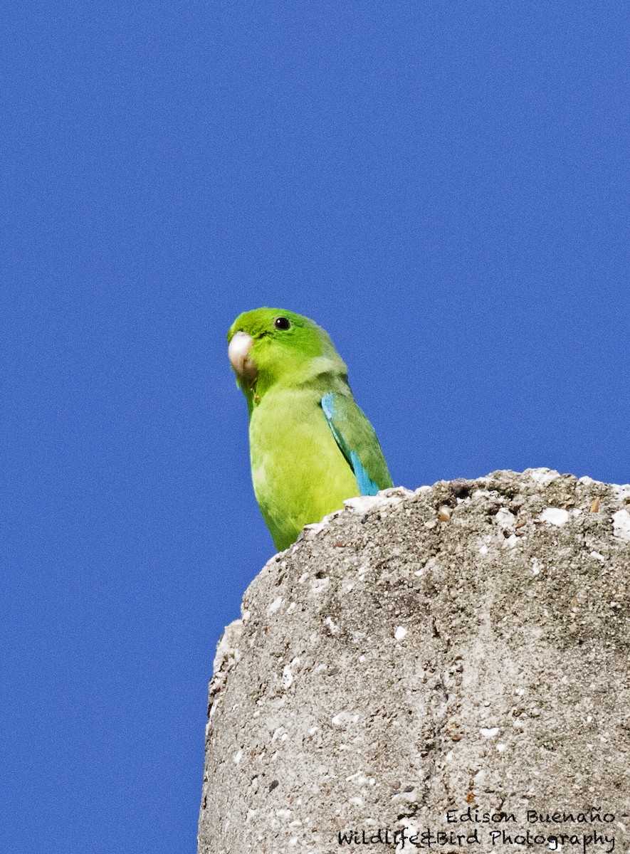 Turquoise-winged Parrotlet - ML620292309