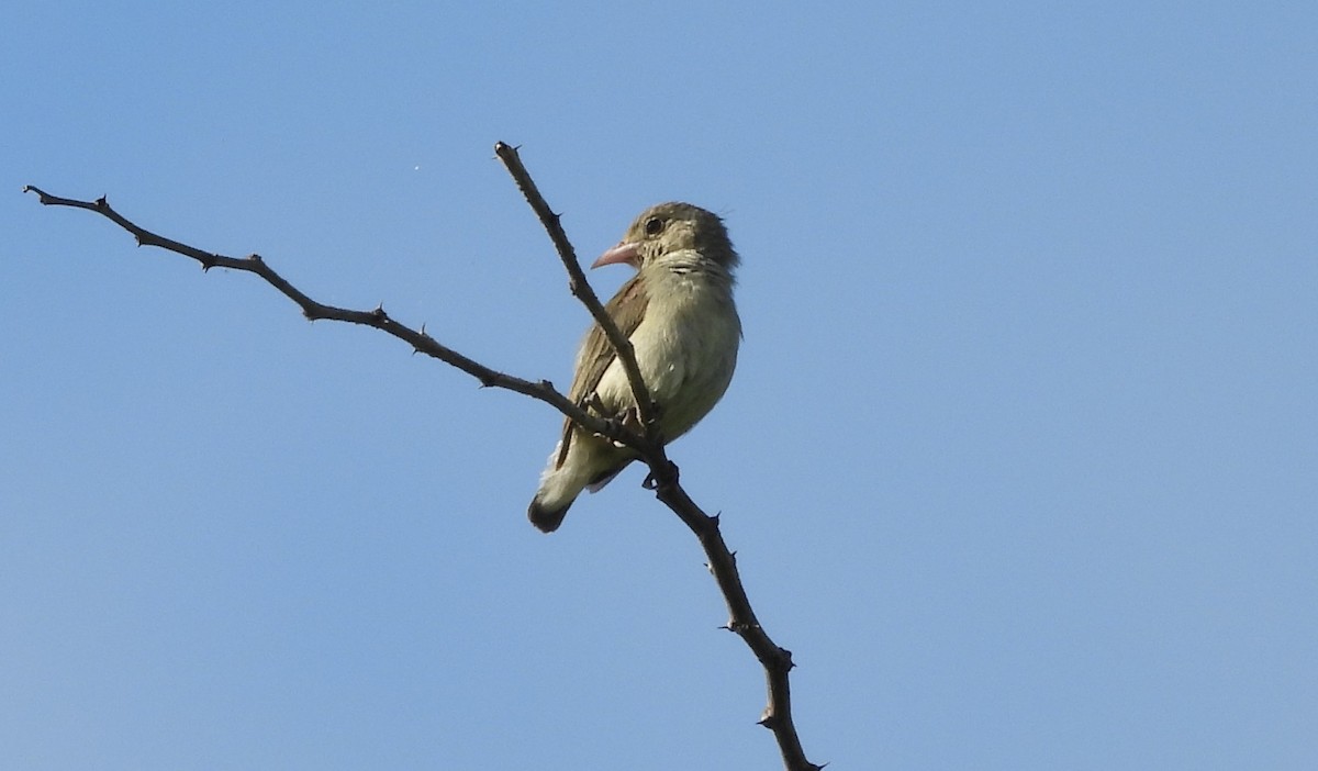 Pale-billed Flowerpecker - ML620292311