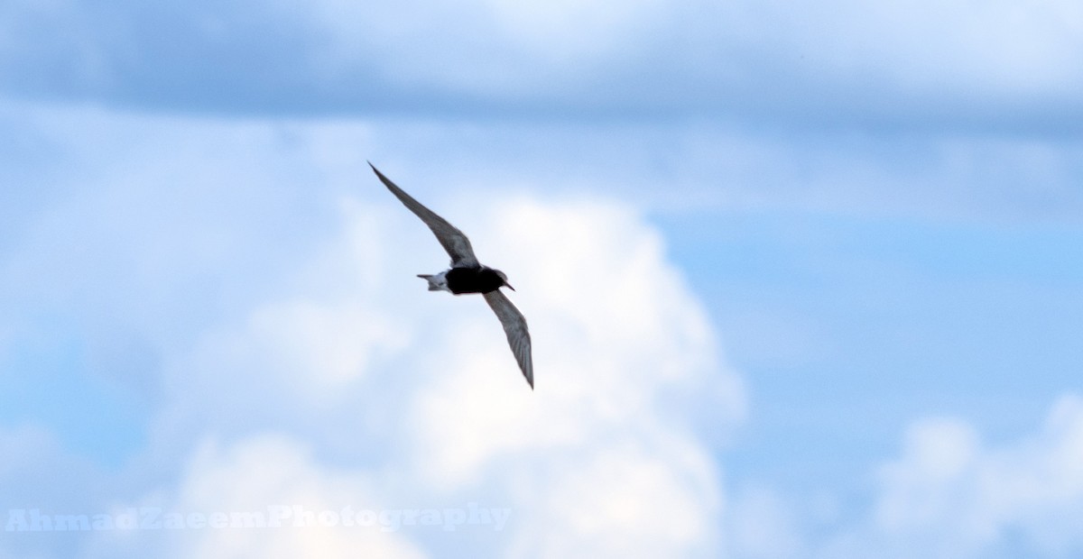 Black Tern - ML620292312