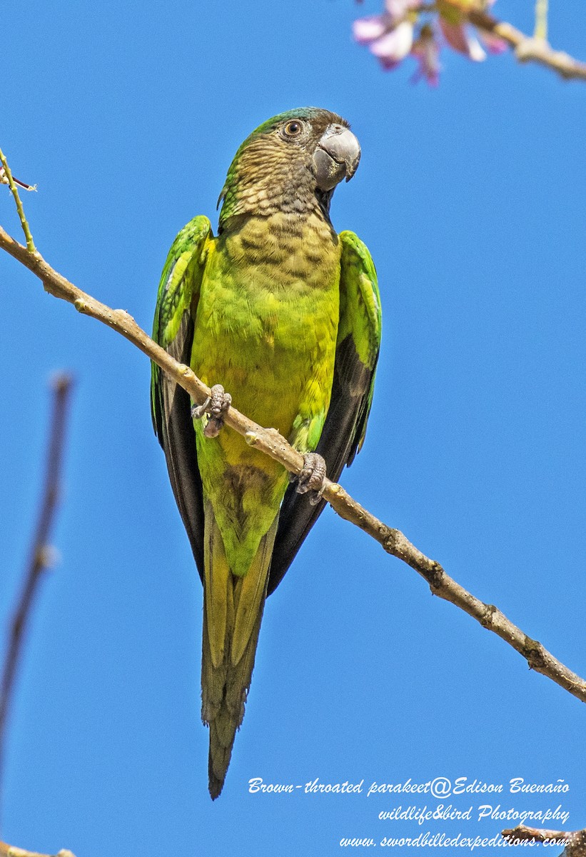 Brown-throated Parakeet - ML620292315