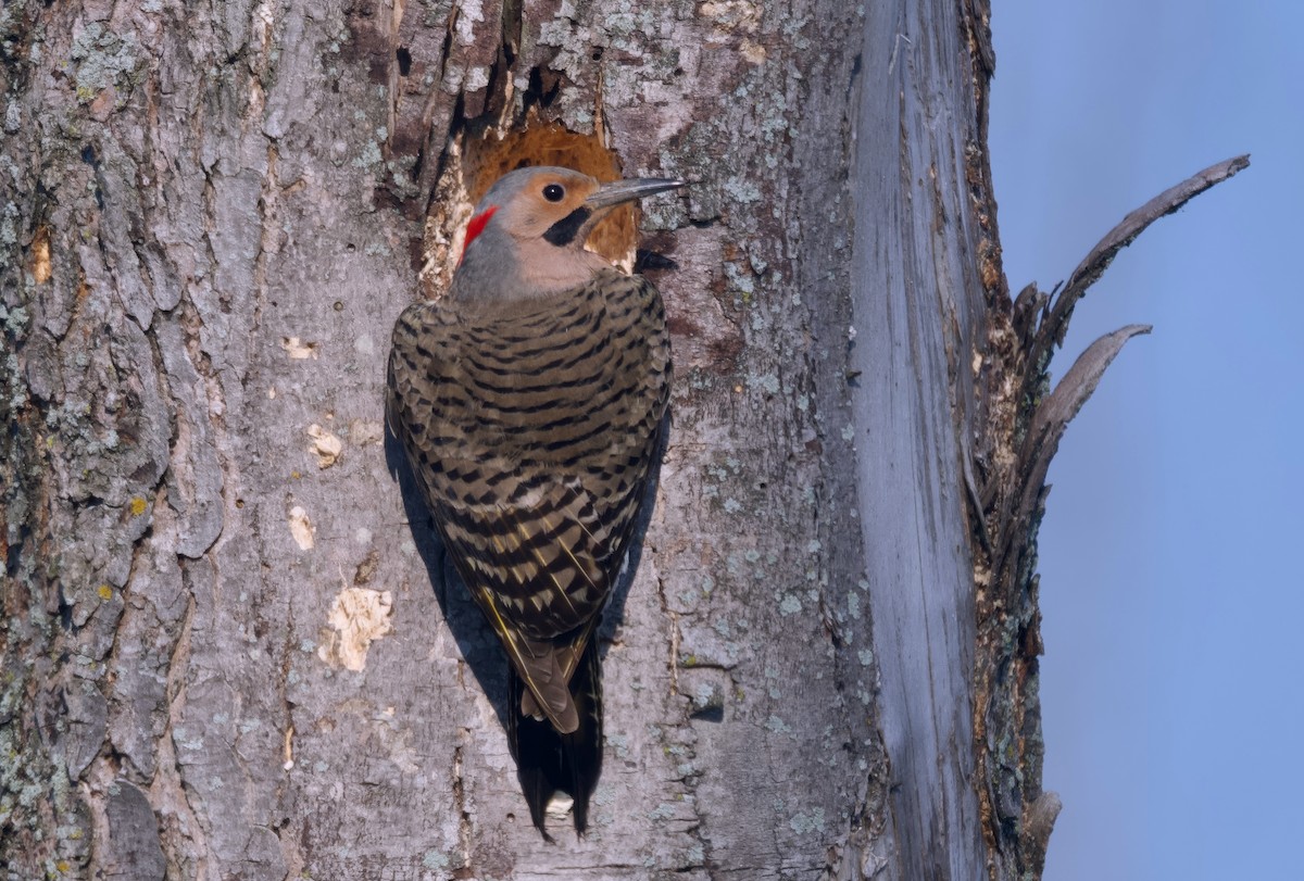 Northern Flicker (Yellow-shafted) - ML620292316