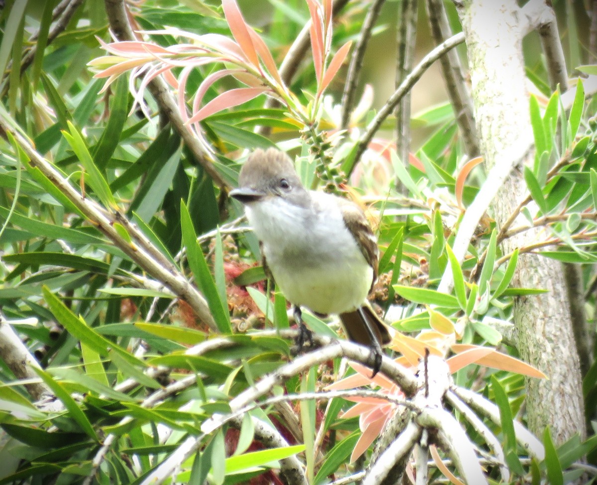 Ash-throated Flycatcher - ML620292317