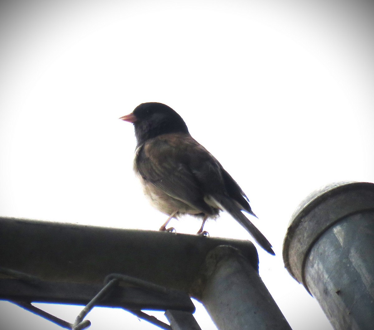 Dark-eyed Junco (Oregon) - ML620292320