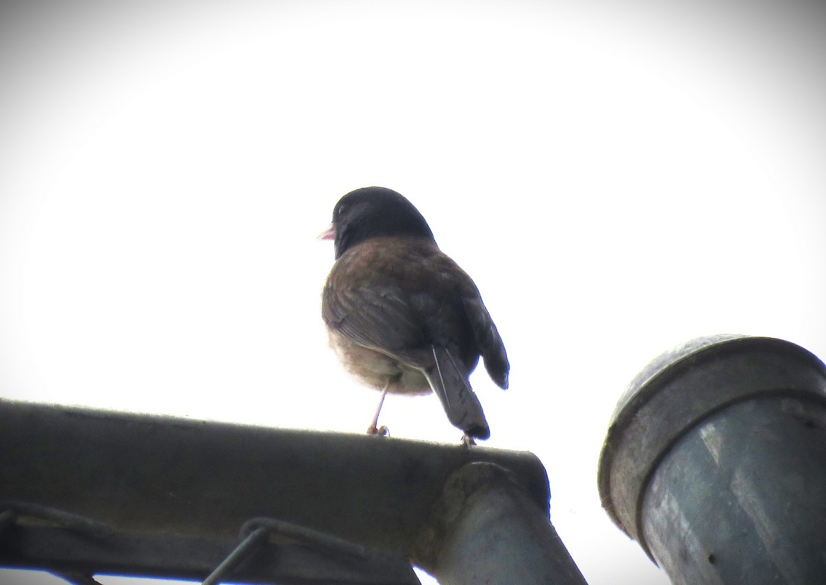 Dark-eyed Junco (Oregon) - ML620292321