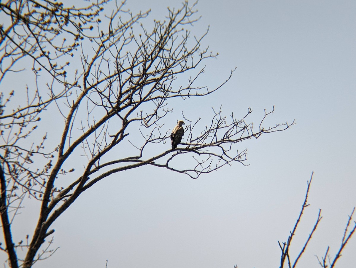 White-tailed Eagle - ML620292322