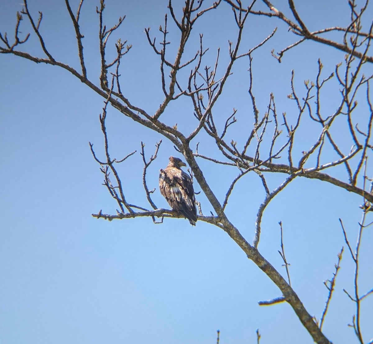 White-tailed Eagle - ML620292323