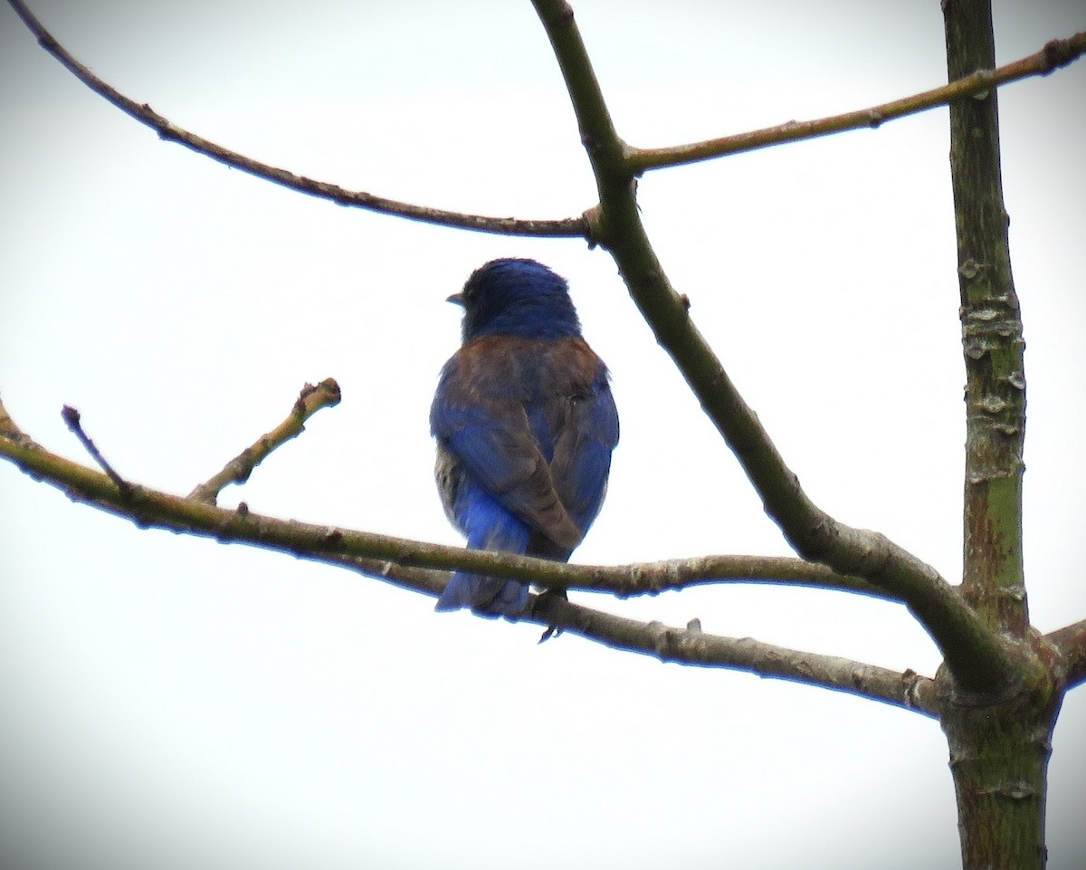 Western Bluebird - ML620292327