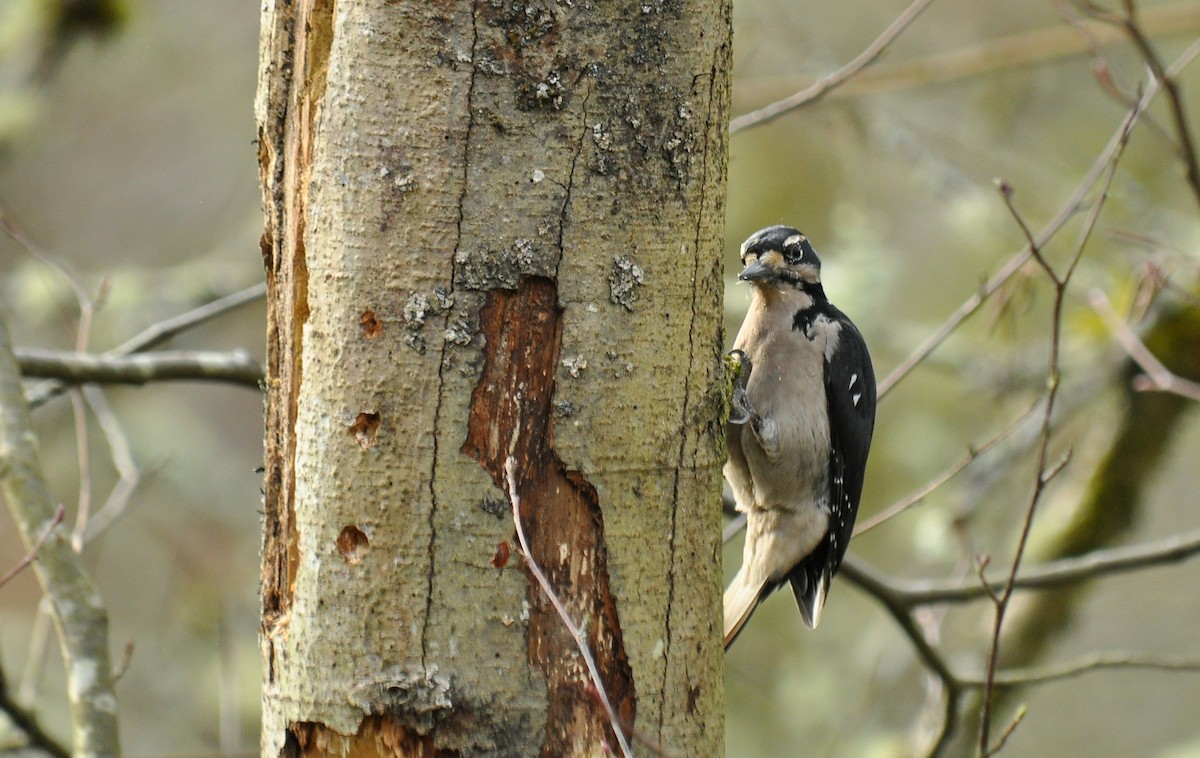 Hairy Woodpecker (Pacific) - Ryan O'Donnell