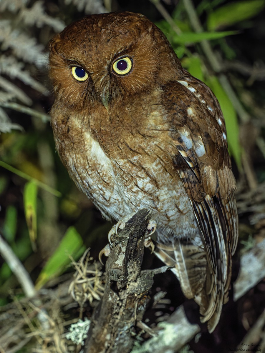 Santa Marta Screech-Owl - ML620292341