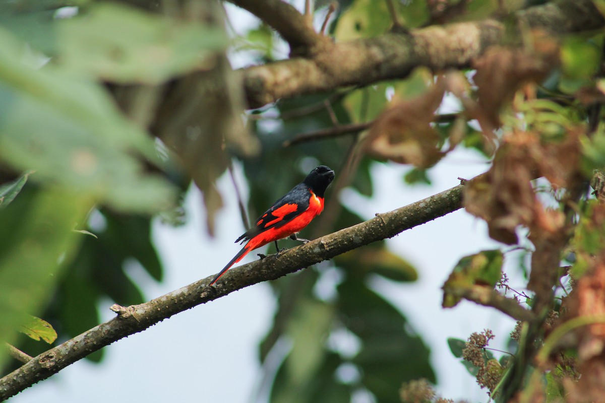 Scarlet Minivet - ML620292343