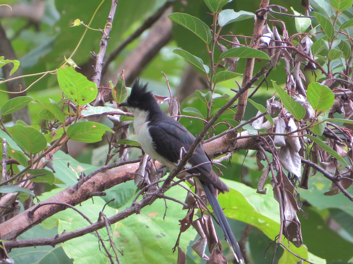 Pied Cuckoo - ML620292350