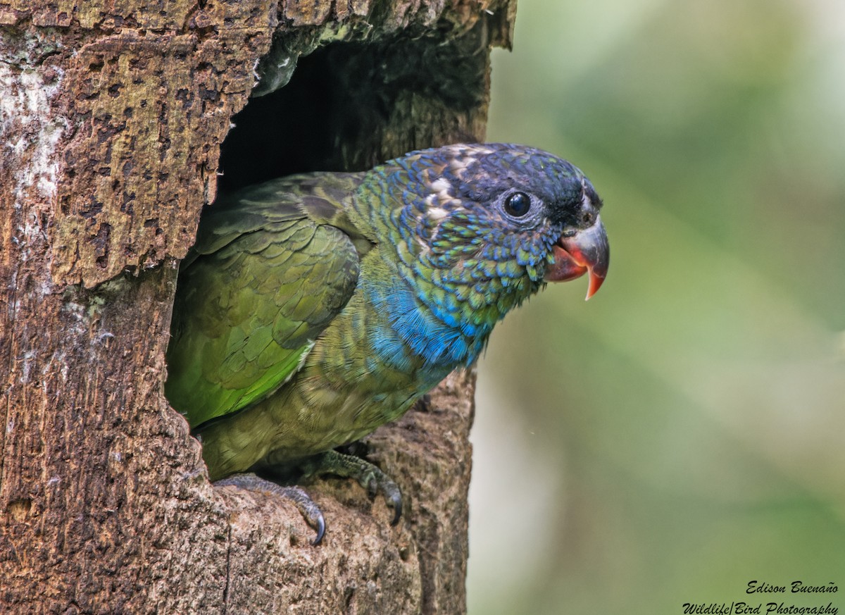 Red-billed Parrot - ML620292351