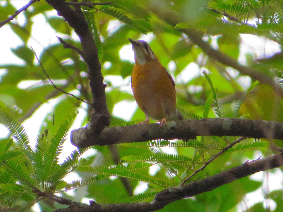 Orange-headed Thrush - ML620292354