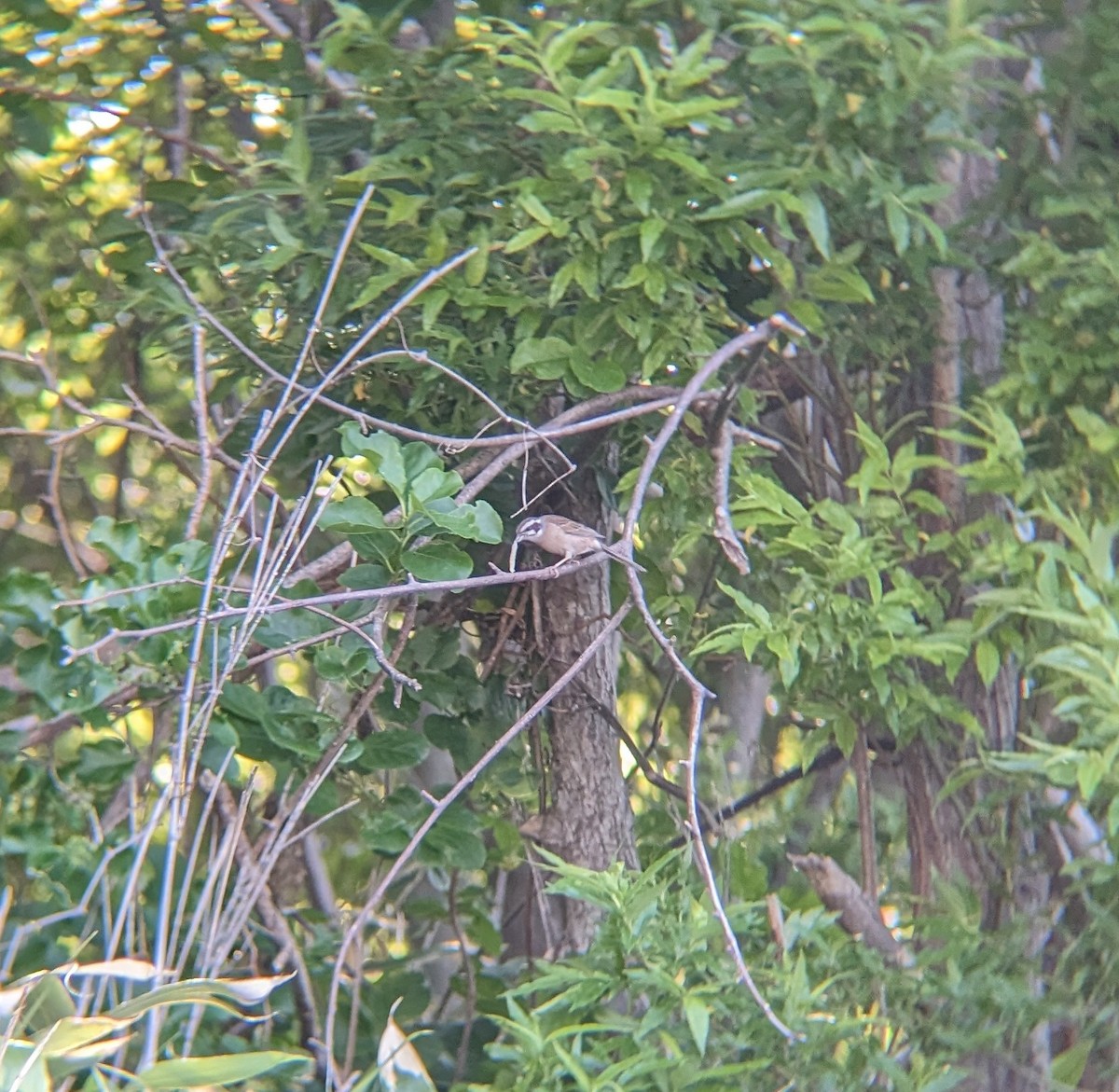 Meadow Bunting - ML620292355