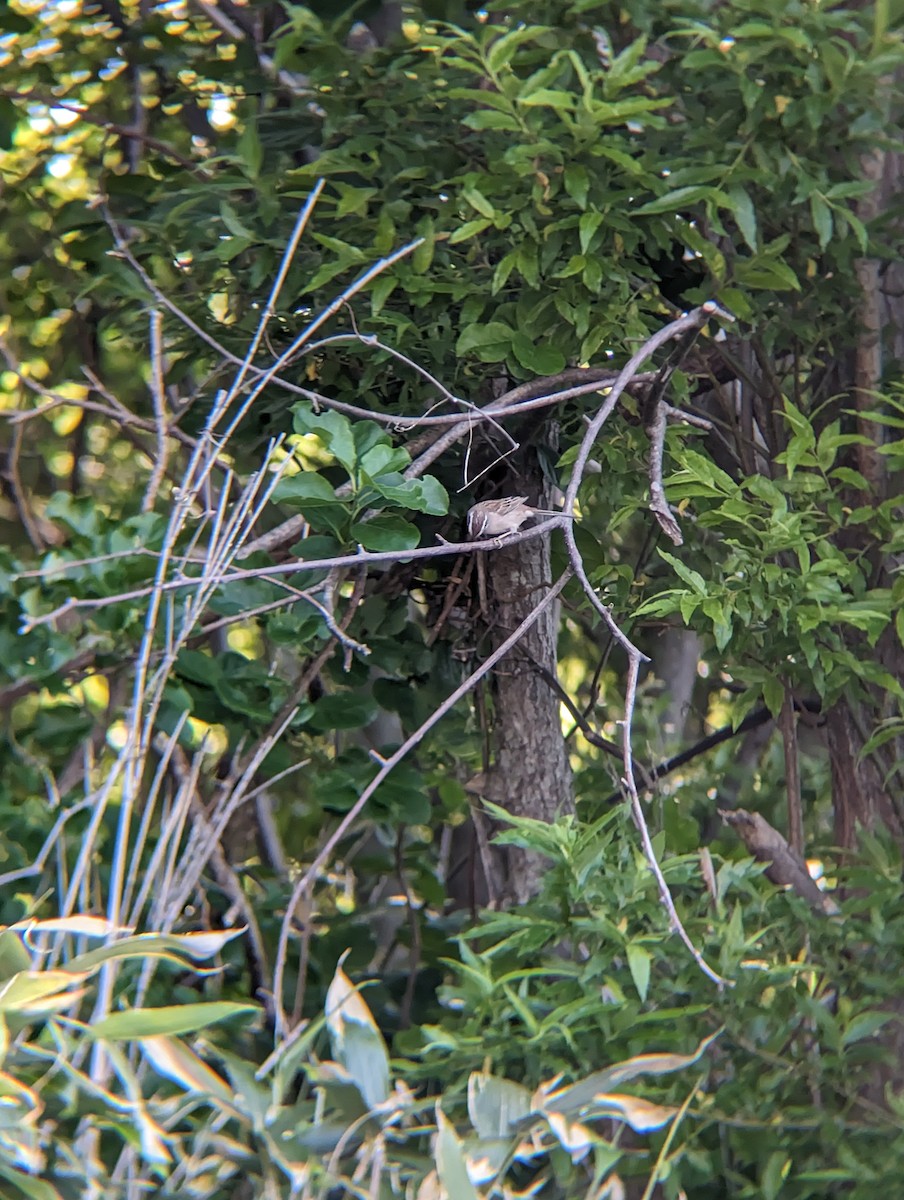 Meadow Bunting - ML620292356