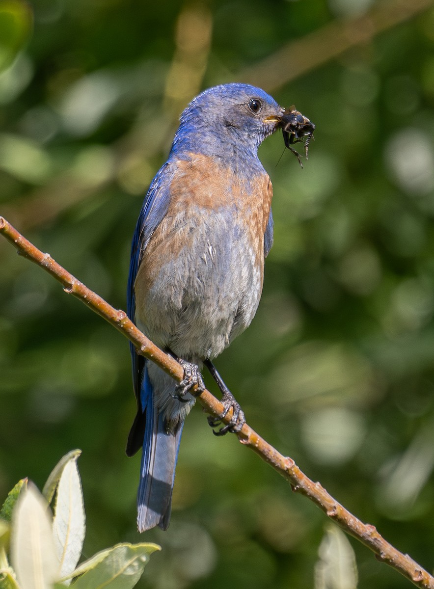 Western Bluebird - ML620292357