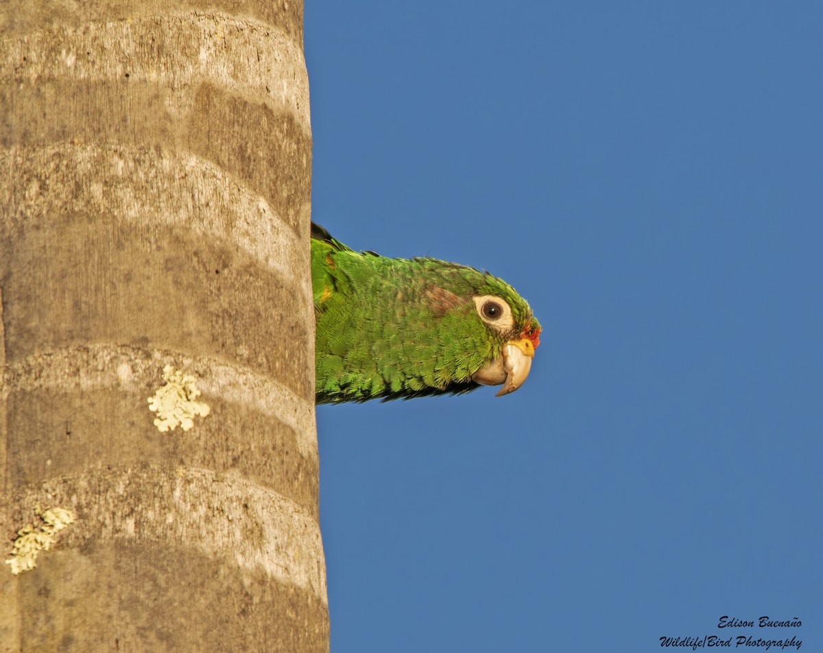 Santa Marta Parakeet - ML620292359