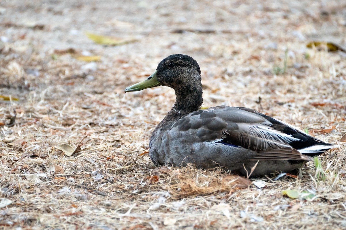 Mallard - ML620292365