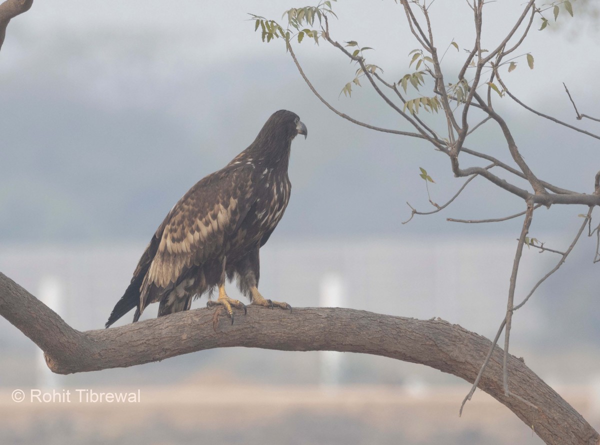 White-tailed Eagle - ML620292367