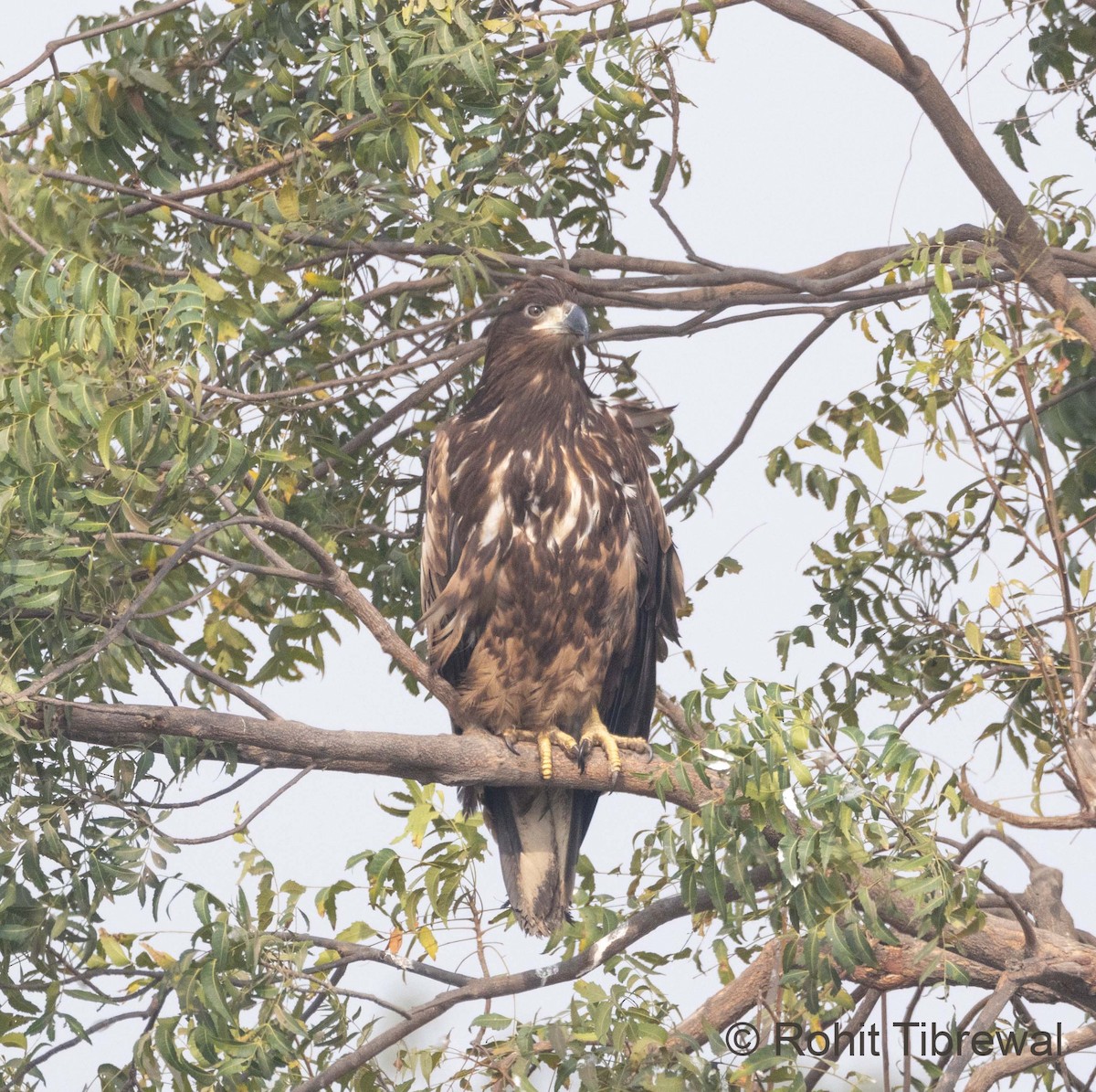 White-tailed Eagle - Rohit Tibrewal