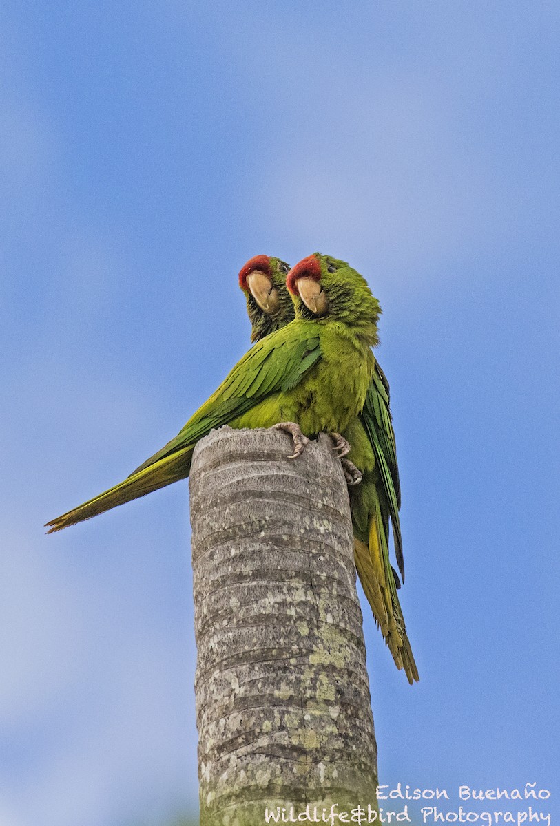 Scarlet-fronted Parakeet - Edison Buenano