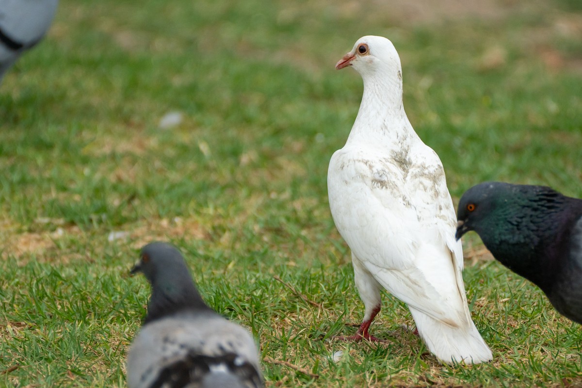 Rock Pigeon (Feral Pigeon) - ML620292372