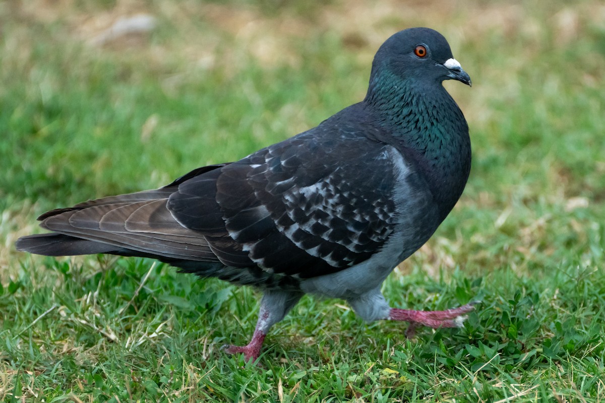 Rock Pigeon (Feral Pigeon) - ML620292373