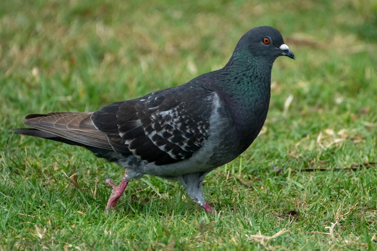 Rock Pigeon (Feral Pigeon) - ML620292374