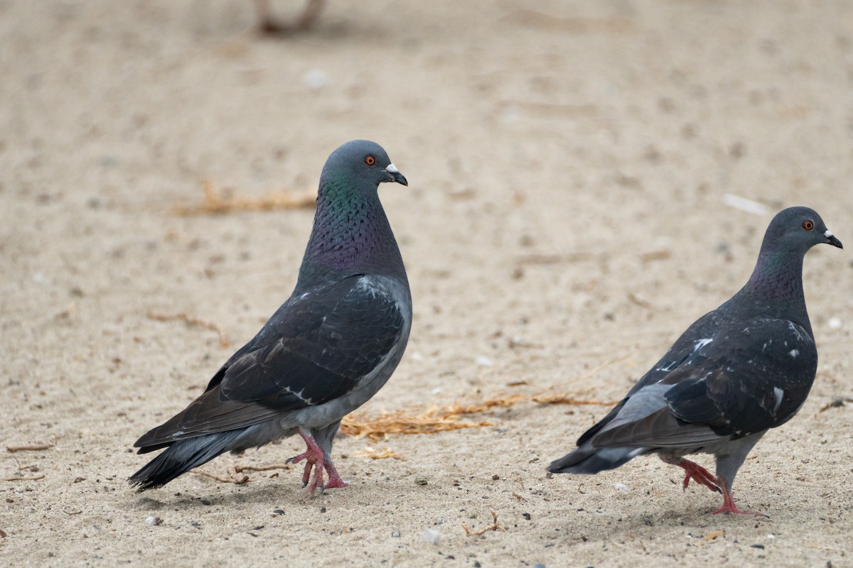 Rock Pigeon (Feral Pigeon) - ML620292375