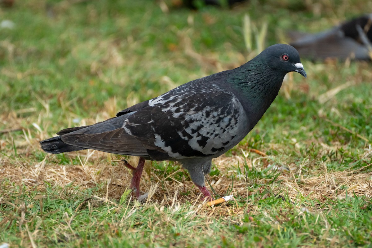 Rock Pigeon (Feral Pigeon) - ML620292376