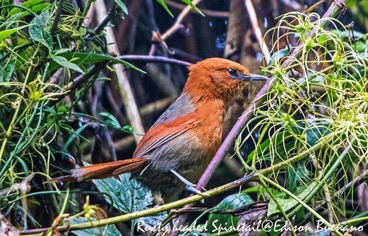 Rusty-headed Spinetail - ML620292377