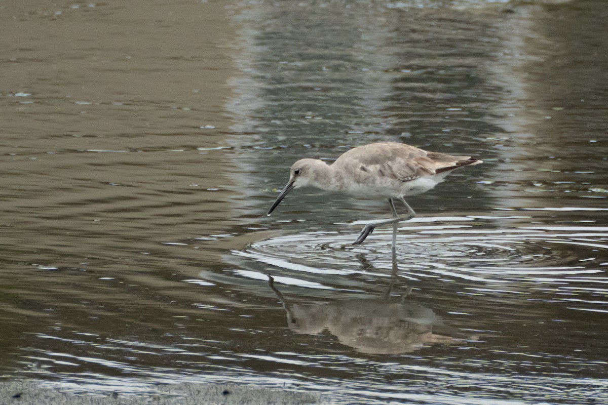 Chevalier semipalmé (inornata) - ML620292381