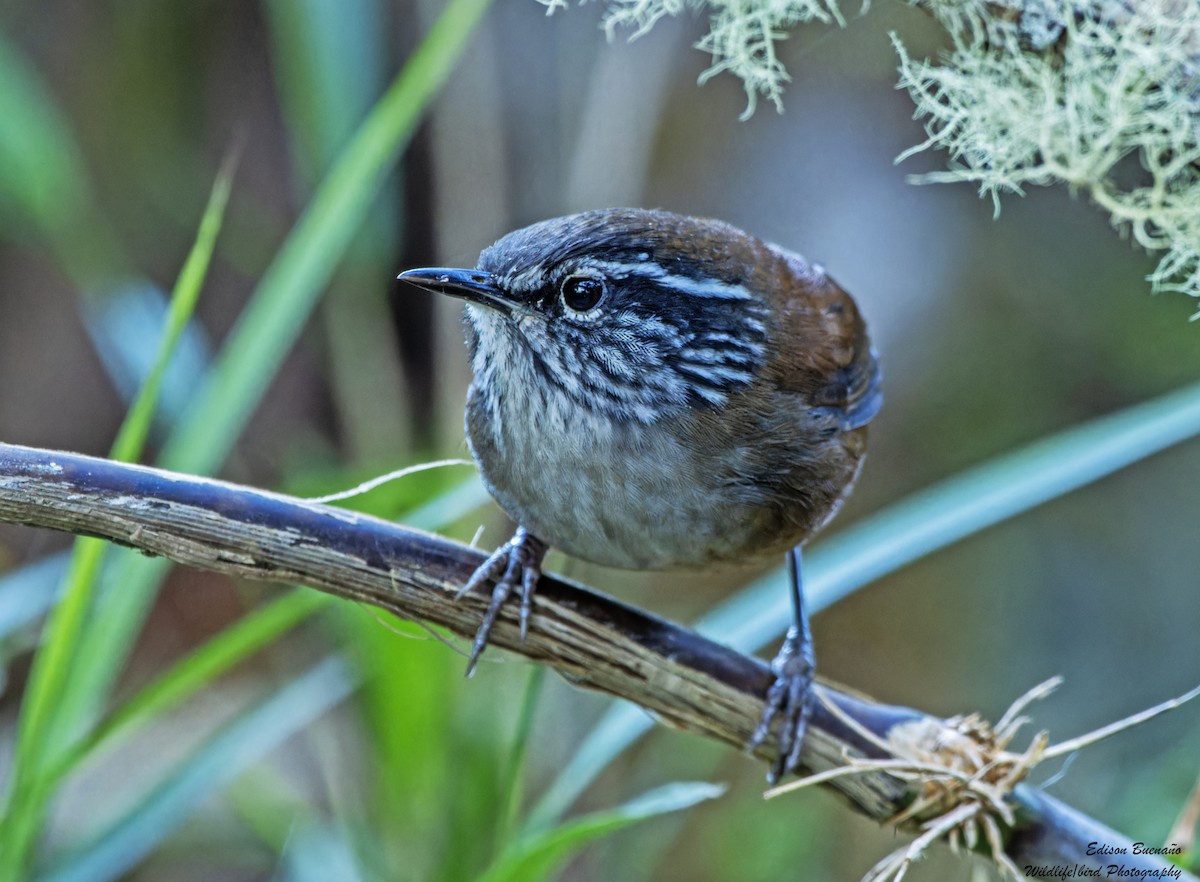 Hermit Wood-Wren - ML620292390