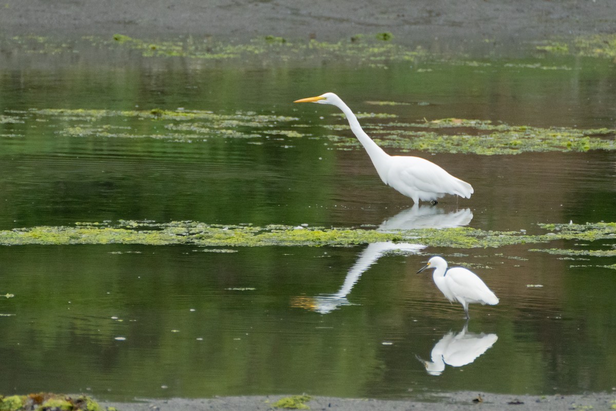 Great Egret - ML620292391