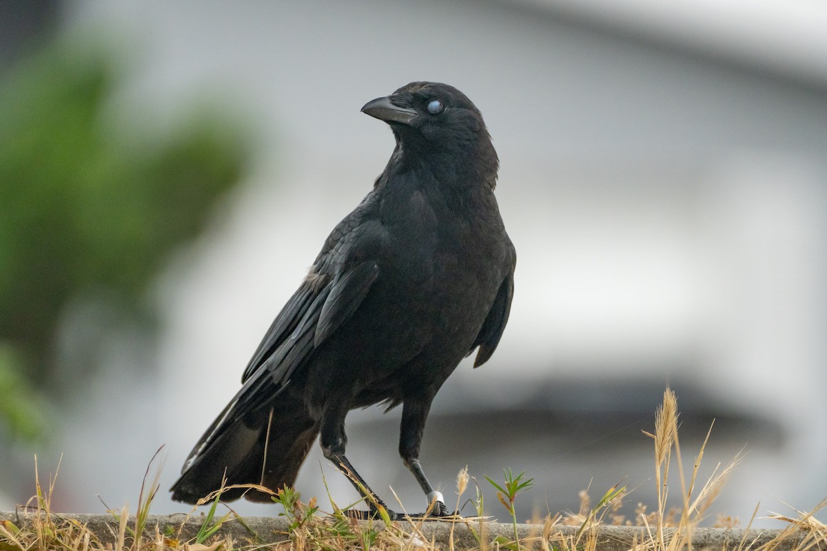 American Crow - ML620292394