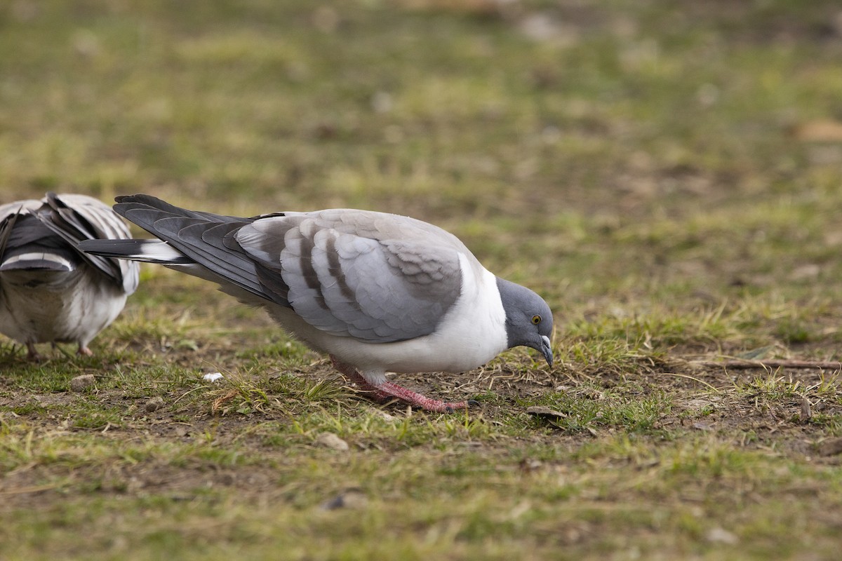 Pigeon des neiges - ML620292402