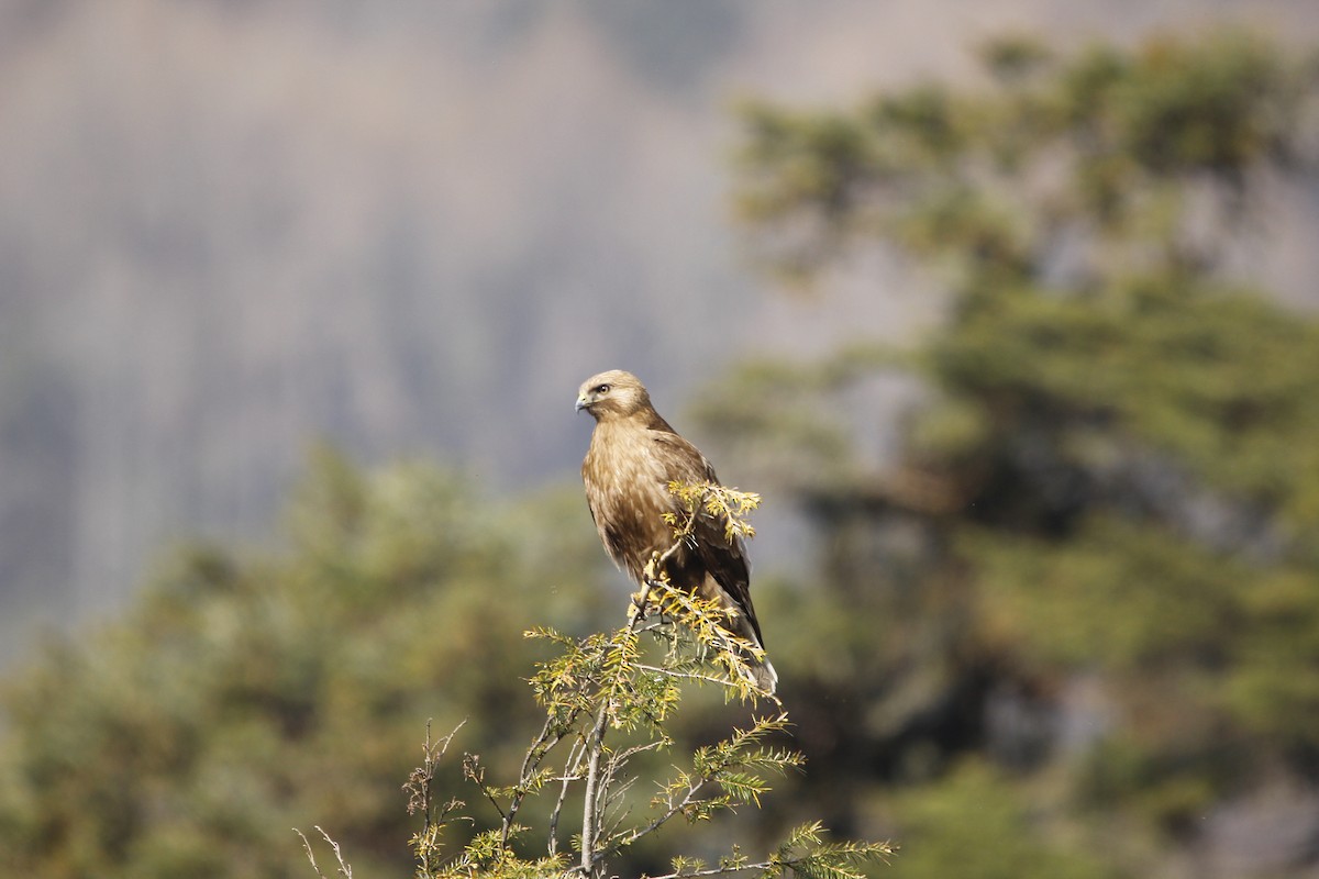 Himalayan Buzzard - ML620292403