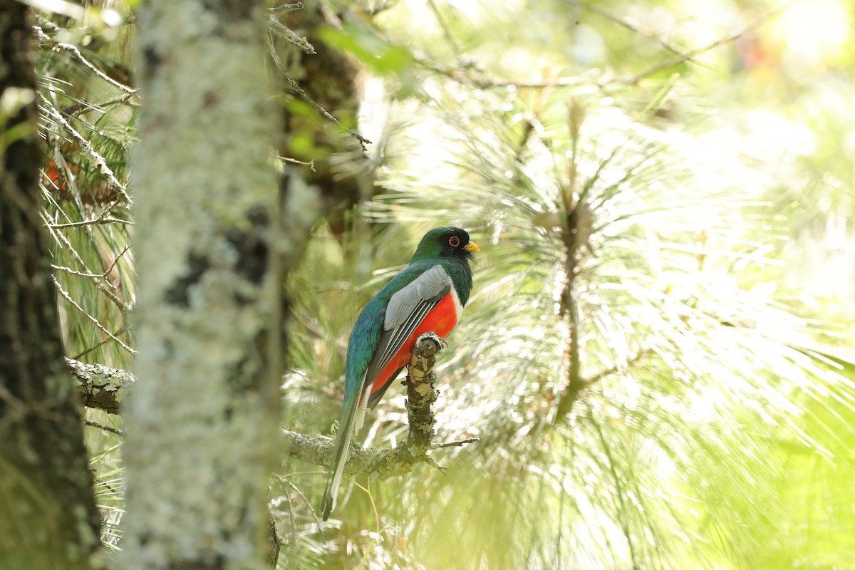 Kupfertrogon - ML620292404