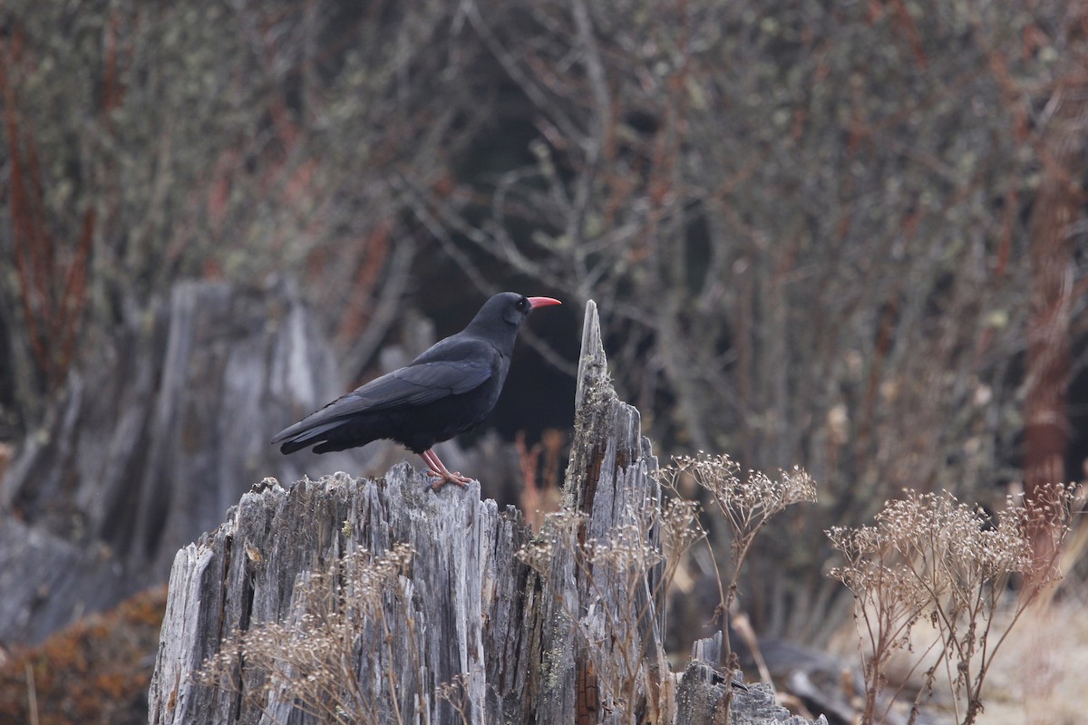 Red-billed Chough - ML620292405