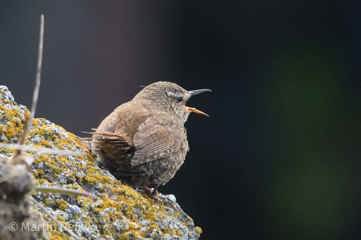 Pacific Wren (alascensis Group) - ML620292406